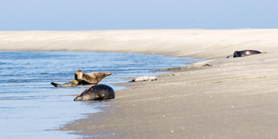 baie-de-somme-istock-philippe-paternolli_258132136