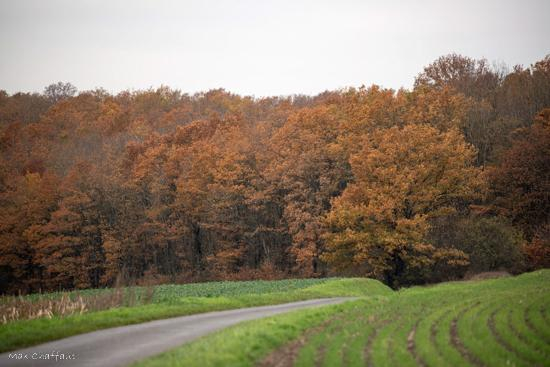 che-nes-et-couleur-marron