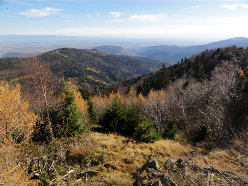 Vosges